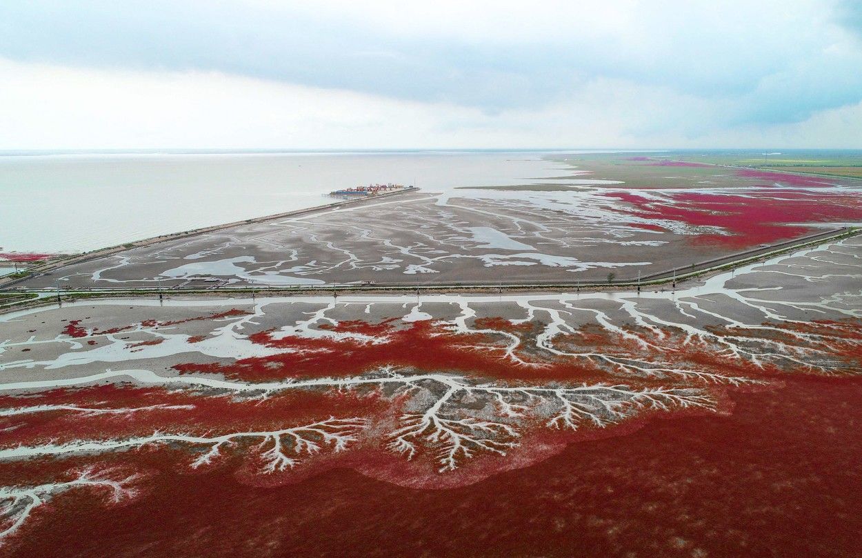 Imagini spectaculoase: Cum a apărut plaja roșie din China