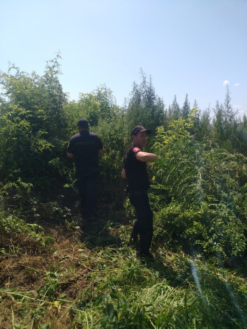 Un lot neîngrijit de circa 1 hectar cu cânepă, distrus de carabinieri