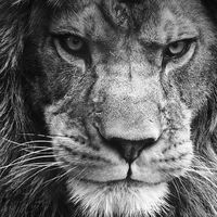 Golden-Lion-9999-avatar
