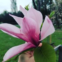 Lia33-avatar