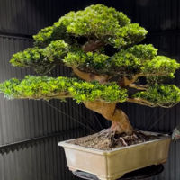 Garden23-avatar
