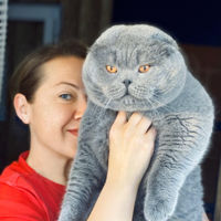 british-cat-house-avatar