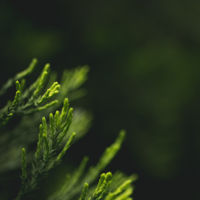 profile-user-avatar