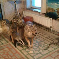 impaere-pasari-animale-avatar