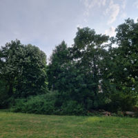 radialsom44-avatar