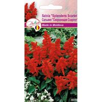 cumpără Seminte de Salvia Splendens Scarlet 0,05 g (1209 30 000)  DS în Chișinău