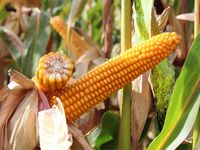 Конкорд - Семена гибрида кукурузы - Лидеа / Евралис