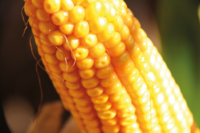 Футурикс - Семена кукурузы - RAGT Semences