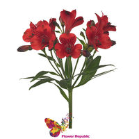 Alstroemeria rosie- Preț o bucată