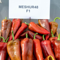 Meshur 48 F1 (500 semințe)