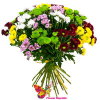 Buchet «Chrysanthemum Santini mix multicolor»