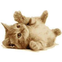 Tablou pe numere Richi 01921 Pisicuta dragalasa 30x40