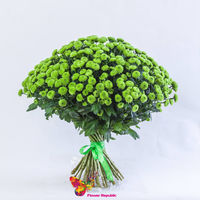 Crizantema arbust mini verde pret/buc