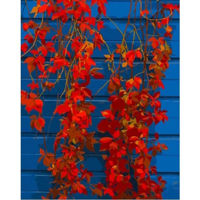 Tablou pe numere Strateg R 8 /24 (DY424)(61346) Flori rosii, 40x50 cm