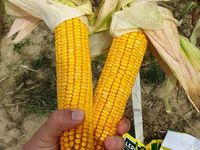 Нейтрон - Семена кукурузы - Семилас Фито