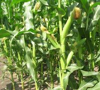 Хорнет - Семена кукурузы - Евралис Семанс