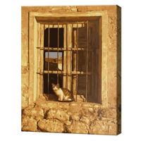 Картина по номерам Art Gallery GX30925 Motan pe pervaz 40x50cm Eco