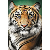 Головоломка Trefl R25K / 6/17 (26204) 1500 Тигр
