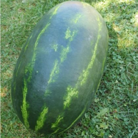 Amina F1 (1000 semințe)
