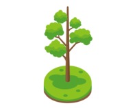 Ясень обыкновенный