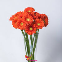 Gerbera orange pret/buc.