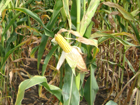 Александра - Семена кукурузы - RAGT Semences