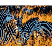 Tablou pe numere Strateg R 9 / 1 (DY060)(35729) Zebra, 40x50 cm