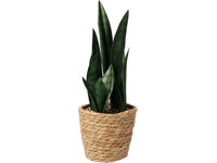 Planta artificiala "Sansevieria" 38cm, in ghiveci de iuta