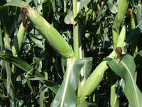 Занетикс - Семена кукурузы - RAGT Semences