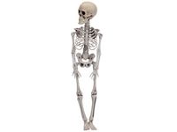 Сувенир Halloween Скелет подвесной 42cm