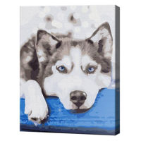 Tablou pe numere BrushMe BS51895 Pictura pe numere 40x50cm Eco Husky in asteptare