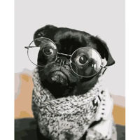 Tablou pe numere Strateg R 8 /28 (DY107)(36191) Pug оn ochelari, 40x50 cm