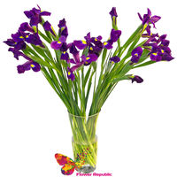 Buchet de 15 Iris