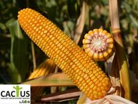Метод - Семена гибрида кукурузы - Лидеа / Евралис
