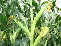 Гекксагон - Семена кукурузы - RAGT Semences