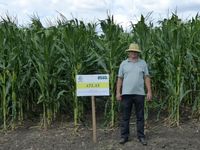 Атлас - Семена кукурузы - Семилас Фито