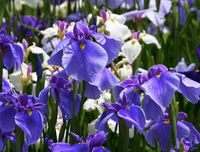 Фотообои "Ирисы"