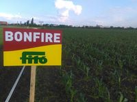 Бонфаер - Семена кукурузы - Семилас Фито