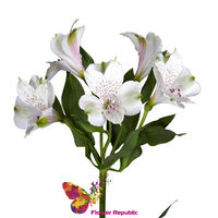 Alstroemeria albe - Preț o bucată