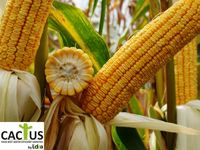 Ферия - Семена гибрида кукурузы - Лидеа / Евралис
