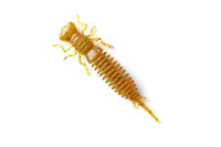 Silicon Larva 3.5 color 009 FANATIK