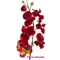 купить Орхидея красная в Кишинёве