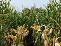 Липеккс - Семена кукурузы - RAGT Semences