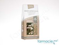 Ceai Coada soricelului 50g Doctor Farm (TVA20%)