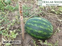 HSR 4677 F1 - семена гибрида арбуза - Холлар Сидс