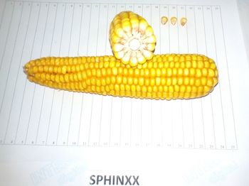 купить Сфинкс - Семена кукурузы - RAGT Semences в Кишинёве 