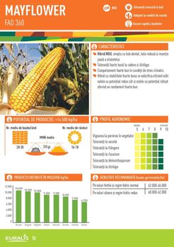 купить Мэйфлауэр - Семена гибрида кукурузы - Лидеа / Евралис в Кишинёве 