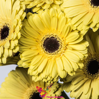 Gerbera  galbena pret/buc. 