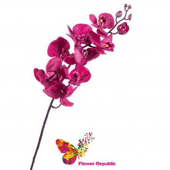 Орхидея фиолетовая 
