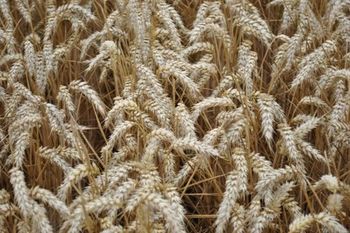 купить Балетка - Семена озимой Пшеницы - RAGT Semences в Кишинёве 